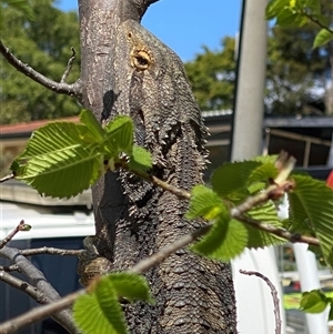 Pogona barbata at Theodore, ACT - suppressed