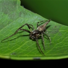 Acroaspis sp. (genus) (Twig Spider) at Acton, ACT - 17 Oct 2024 by TimL