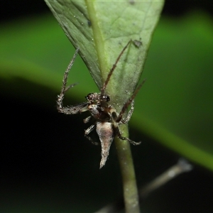 Acroaspis sp. (genus) at suppressed - suppressed