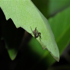 Acroaspis sp. (genus) at suppressed - suppressed