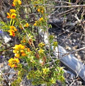 Pultenaea procumbens at Tharwa, ACT - 13 Oct 2024