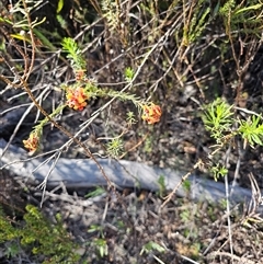 Pultenaea procumbens at Tharwa, ACT - 13 Oct 2024 09:16 AM