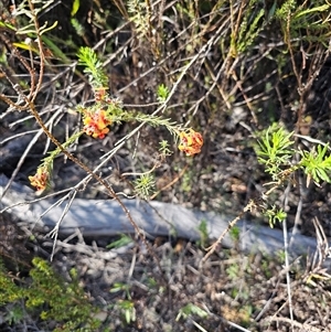 Pultenaea procumbens at Tharwa, ACT - 13 Oct 2024