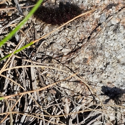 Lepidoptera unclassified IMMATURE (caterpillar or pupa or cocoon) at Tharwa, ACT - 13 Oct 2024 by Jiggy