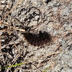 Lepidoptera unclassified IMMATURE at Tharwa, ACT - 13 Oct 2024 09:19 AM