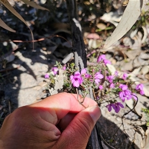 Tetratheca bauerifolia at Tharwa, ACT - 13 Oct 2024