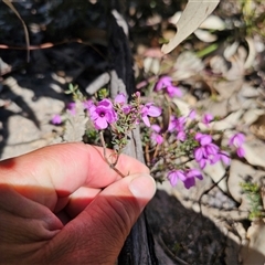 Tetratheca bauerifolia at Tharwa, ACT - 13 Oct 2024