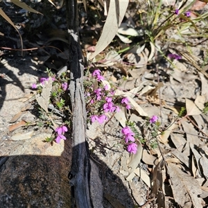 Tetratheca bauerifolia at Tharwa, ACT - 13 Oct 2024