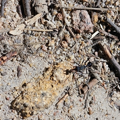 Myrmecia tarsata (Bull ant or Bulldog ant) at Tharwa, ACT - 12 Oct 2024 by Jiggy