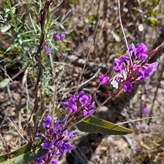 Hardenbergia violacea (False Sarsaparilla) at Tharwa, ACT - 12 Oct 2024 by Jiggy