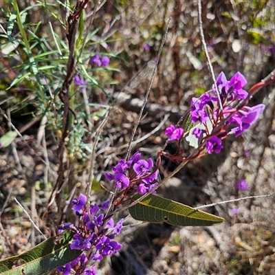 Hardenbergia violacea (False Sarsaparilla) at Tharwa, ACT - 13 Oct 2024 by Jiggy