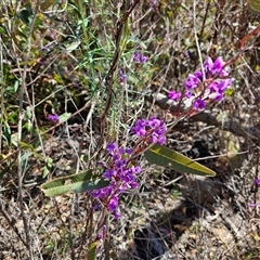 Hardenbergia violacea at Tharwa, ACT - 13 Oct 2024