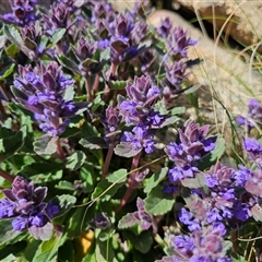 Ajuga australis (Austral Bugle) at Tharwa, ACT - 13 Oct 2024 by Jiggy