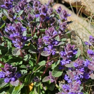 Ajuga australis at Tharwa, ACT - 13 Oct 2024 10:13 AM