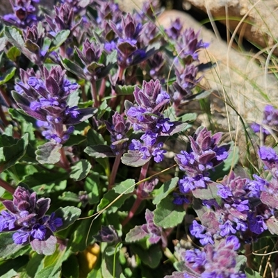 Ajuga australis (Austral Bugle) at Tharwa, ACT - 12 Oct 2024 by Jiggy