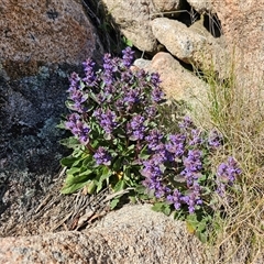 Ajuga australis at Tharwa, ACT - 13 Oct 2024 10:13 AM