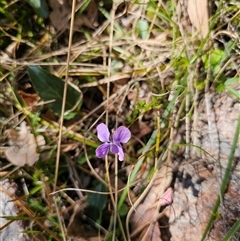 Viola betonicifolia (Mountain Violet) at Tharwa, ACT - 13 Oct 2024 by Jiggy