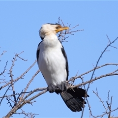 Microcarbo melanoleucos (Little Pied Cormorant) at Macnamara, ACT - 1 Aug 2024 by TimL