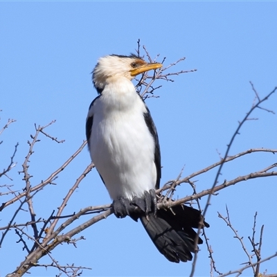 Microcarbo melanoleucos (Little Pied Cormorant) at Macnamara, ACT - 1 Aug 2024 by TimL