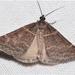 Dichromodes (genus) (unidentified Heath Moth) at Jerrabomberra, NSW - 17 Oct 2024 by DianneClarke