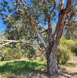 Eucalyptus polyanthemos at Fyshwick, ACT - 17 Oct 2024