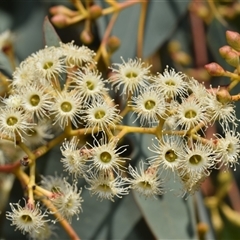 Eucalyptus polyanthemos at Fyshwick, ACT - 17 Oct 2024