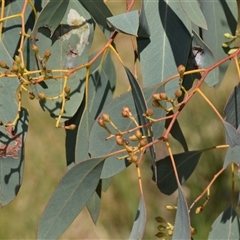 Eucalyptus polyanthemos at Fyshwick, ACT - 17 Oct 2024