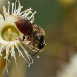 Lasioglossum (Homalictus) punctatum at Fyshwick, ACT - 17 Oct 2024