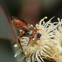 Lasioglossum (Homalictus) punctatum at Fyshwick, ACT - 17 Oct 2024