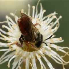 Lasioglossum (Homalictus) punctatum at Fyshwick, ACT - 17 Oct 2024