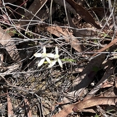 Caladenia moschata (Musky Caps) at Bruce, ACT - 12 Oct 2024 by Waterlilly