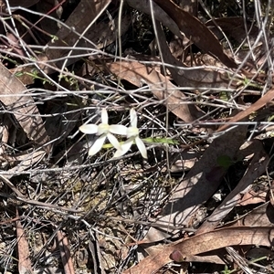 Caladenia moschata at Bruce, ACT - 12 Oct 2024