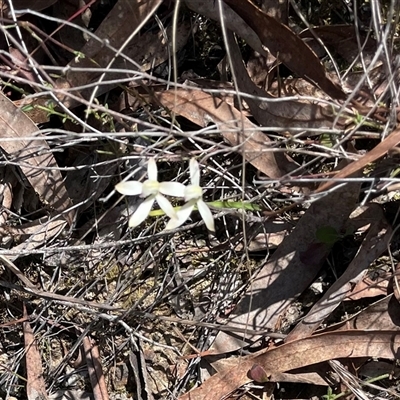 Caladenia moschata (Musky Caps) at Bruce, ACT - 12 Oct 2024 by Waterlilly