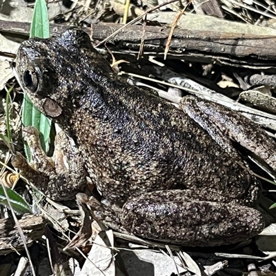 Litoria peronii (Peron's Tree Frog, Emerald Spotted Tree Frog) at Bonner, ACT - 16 Oct 2024 by Clarel