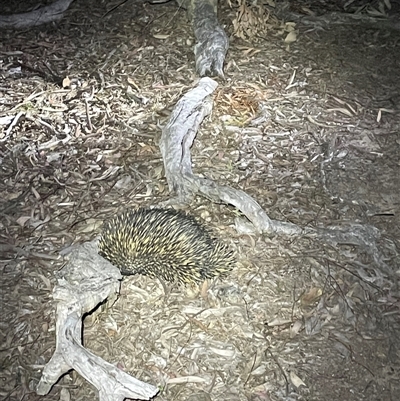 Tachyglossus aculeatus (Short-beaked Echidna) at Bonner, ACT - 16 Oct 2024 by Clarel