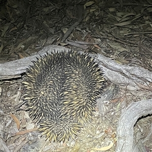 Tachyglossus aculeatus at Bonner, ACT - 16 Oct 2024 08:05 PM