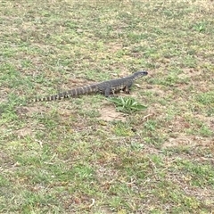 Varanus rosenbergi at Bunyan, NSW - suppressed