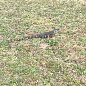 Varanus rosenbergi at Bunyan, NSW - suppressed