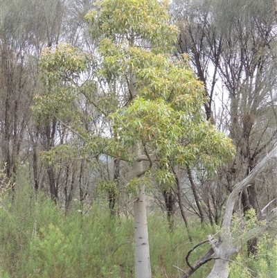 Brachychiton populneus subsp. populneus (Kurrajong) at Conder, ACT - 7 Jan 2024 by MichaelBedingfield