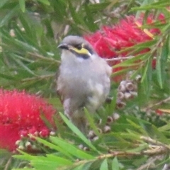 Caligavis chrysops (Yellow-faced Honeyeater) at Kangaroo Valley, NSW - 15 Oct 2024 by lbradley