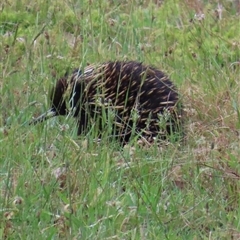 Tachyglossus aculeatus (Short-beaked Echidna) at Kangaroo Valley, NSW - 17 Oct 2024 by lbradley