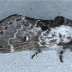 Genduara subnotata (Clear Winged Snout Moth) at Rosedale, NSW - 14 Oct 2024 by jb2602