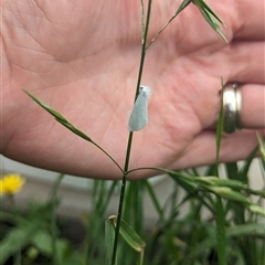 Tipanaea patulella (The White Crambid moth) at Nerriga, NSW - 5 Jan 2024 by Miranda