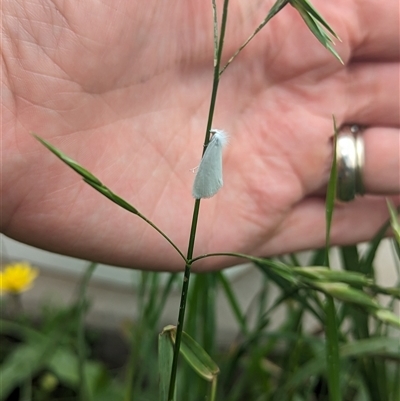 Tipanaea patulella (The White Crambid moth) at Nerriga, NSW - 5 Jan 2024 by Miranda