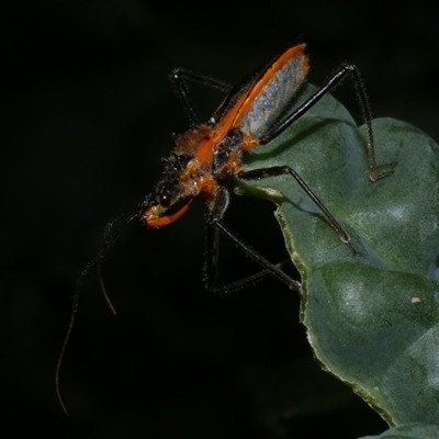 Gminatus australis (Orange assassin bug) at Freshwater Creek, VIC - 2 Jan 2021 by WendyEM