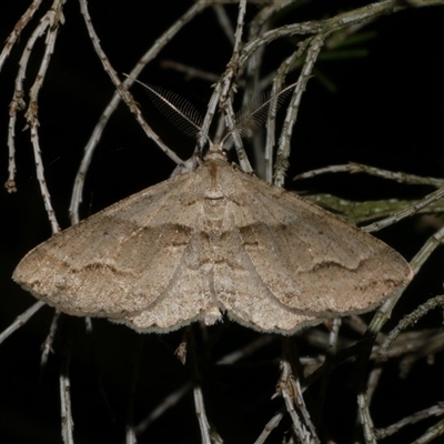 Syneora fractata (Ennominae) at Freshwater Creek, VIC - 11 Jan 2021 by WendyEM