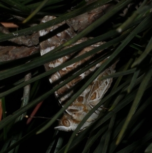 Vanessa kershawi at Freshwater Creek, VIC - 11 Jan 2021 10:49 PM