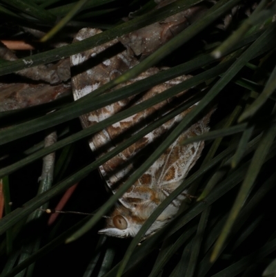 Vanessa kershawi (Australian Painted Lady) at Freshwater Creek, VIC - 11 Jan 2021 by WendyEM