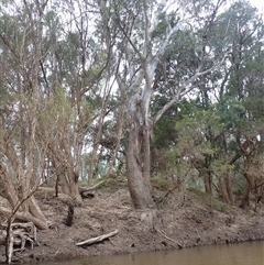 Unidentified Gum Tree by MB