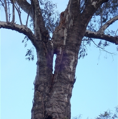 Unidentified Gum Tree by MB